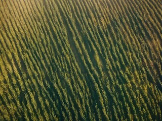 texture of the sand