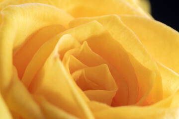 Wall Mural - Close-up of Yellow rose 