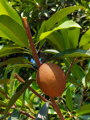 Wall Mural - Selective focus. Sapodilla plants that are growing vigorously.  Fresh fruit for healthy. Sapodilla tree with green leaves. 
