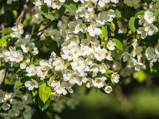 Wall Mural - White blossoming apple trees in the sunset light. Spring season, spring colors.