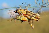 Fototapeta Konie - Mating elegant grasshopper (Zonocerus elegans) in natural habitat, South Africa.