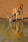 Fototapeta Konie - Male impala antelope (Aepyceros melampus) drinking at a waterhole, Mokala National Park, South Africa.