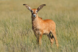 Fototapeta Konie - A small roan antelope (Hippotragus equinus) calf in open grassland, Mokala National Park, South Africa.