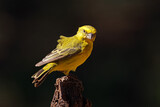Fototapeta Konie - A male yellow canary (Crithagra flaviventris) perched on a branch, South Africa.