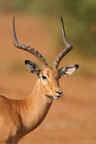 Fototapeta Konie - Portrait of a male impala antelope (Aepyceros melampus), Kruger National Park, South Africa.