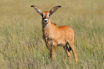 Wall Mural - a small roan antelope (hippotragus equinus) calf in open grassland, mokala national park, south afri