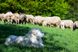 Sheepherd dog guarding sheeps grazing in Pieniny mountains in Poland at spring.