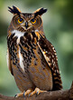 Great horned owl on a branch. A wild eagle owl bird sits on a branch in a green background. Colors.