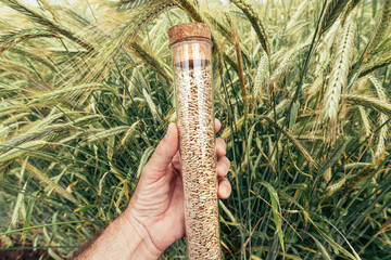 Wall Mural - Farm worker holding plastic tube with wheat grain sample