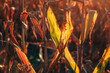 Corn plant leaves, back lit by the summer sunset sun