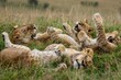 A pride of lions rolling in the grass, playfighting and batting each other with their paws
