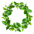 Green leaf wreath isolated on white background