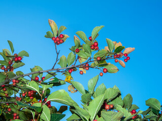 Cotoneaster integerrimus_Cotoneaster