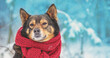 A dog in a scarf sits in front of a pine winter forest