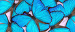 Morpho godartii butterfly composition on pink background. Horizontal banner