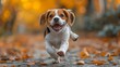 A beagle runs through the fall leaves in the forest. The beagle is happy and carefree. The beagle is enjoying the beauty of nature.