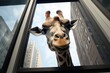 curious giraffe peeking through window