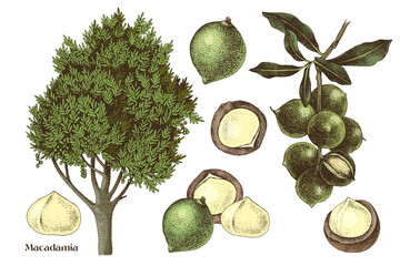 Canvas Print - Hand drawn macadamia nuts vector set