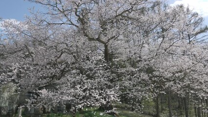 Wall Mural - 風に揺れる枝垂れ桜