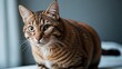 © Rezhwan - portrait of a cute cat animal