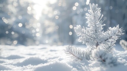 Wall Mural - snow covered pine tree.