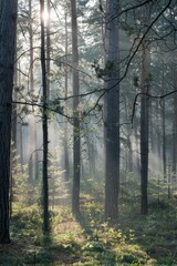 Wall Mural - Journey into the heart of the wilderness at dawn, with the forest coming alive with the sounds of awakening wildlife and the air filled, Generative AI