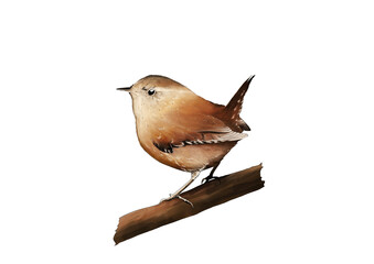 Cute sitting little Eurasian Wren