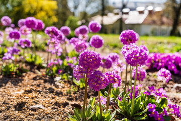 Wall Mural - pink primroses in the garden