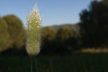 beautiful plant known as hare's tail ortears of the virgin Lagurus ovatus. it is illuminated by the sun with a dark colored background.