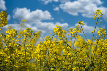 Wall Mural - Yellow field of mustard or canola plants