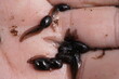 Frogs breed in the hand. Tadpoles of the European grass frog (Rana temporaria) after hatching from the egg, toad caviar in the Harz mountains near Brocken, Germany.