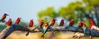 A group of red birds perching