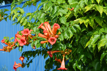 Trumpet vine plant flowers against blue metal fence. Campsis radicans, the trumpet vine, yellow trumpet vine, or trumpet creeper growing in the garden.