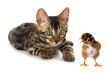 Young tabby cat and a chicken isolated on white