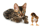 Fototapeta  - Young tabby cat and a chicken isolated on white