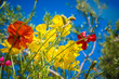 Low angle view of flower field with yellow and red flowers against blue sky