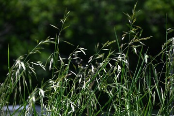 Sticker - Rescue grass ( Bromus catharticus ) spikelet. Poaceae perennial weed. Flowering season is from May to August, and panicles are produced from the tip of the stem.
