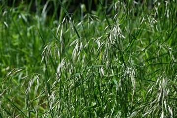 Canvas Print - Rescue grass ( Bromus catharticus ) spikelet. Poaceae perennial weed. Flowering season is from May to August, and panicles are produced from the tip of the stem.
