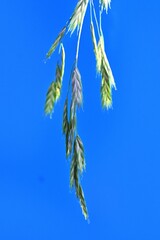 Poster - Rescue grass ( Bromus catharticus ) spikelet. Poaceae perennial weed. Flowering season is from May to August, and panicles are produced from the tip of the stem.
