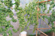 Marijuana cannabis plant farm for medical science use, indoor grown hemp weed tree, summer flower nature warm greenhouse, healthcare medicine treatment illnesses.