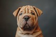adorable wrinkly shar pei puppy portrait with expressive eyes and soft fur closeup photography