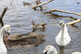 Fototapeta Miasta - Swans in the river