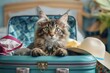 Fluffy Maine Coon kitten peeking out of teal suitcase