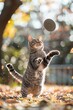 Playful American Shorthair cat tossing toy cap in sunlight