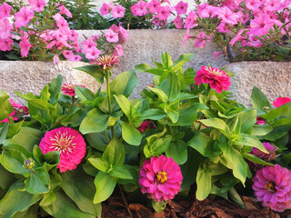 Wall Mural - Pink zinnia and petunia flowers bloom in tiered rows in a flower bed.