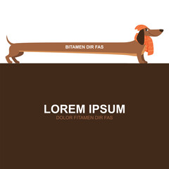 Poster - Dachshund concept background with dog long basset domestic pet and empty place for personal text