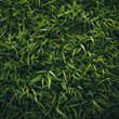 Fondo con detalle y textura de multitud de hojas de cesped de color verde intenso