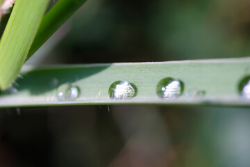 Macro shot of a dew drops on the surface of a leaf. Detailed texture of dew drops on a long leaf in the morning. Plant Closeup. Macrophotography. Shot in Macro Lens