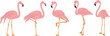 pink flamingos in flat style on white background vector