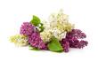 A bouquet of white and purple lilac.